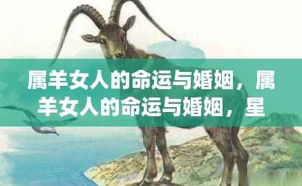属羊女人的命运与婚姻，星辰指引的幸福探索之路